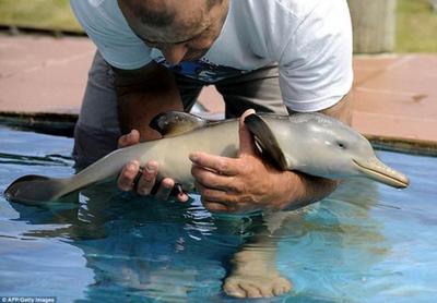 baby dolphin.jpg